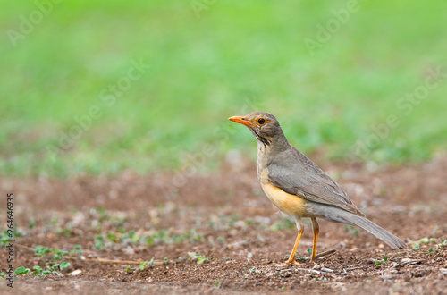 Kurrichane Thrush (Turdus libonyana) standing on the ground in a safari camp in Kruger National Park in South Africa. Side view of an adult bird.