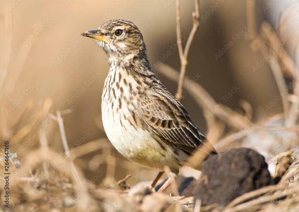 Fototapeta premium Large-billed Lark (Galerida magnirostris) along the road in high Drakensbergen in the Kingdom of Lesotho.
