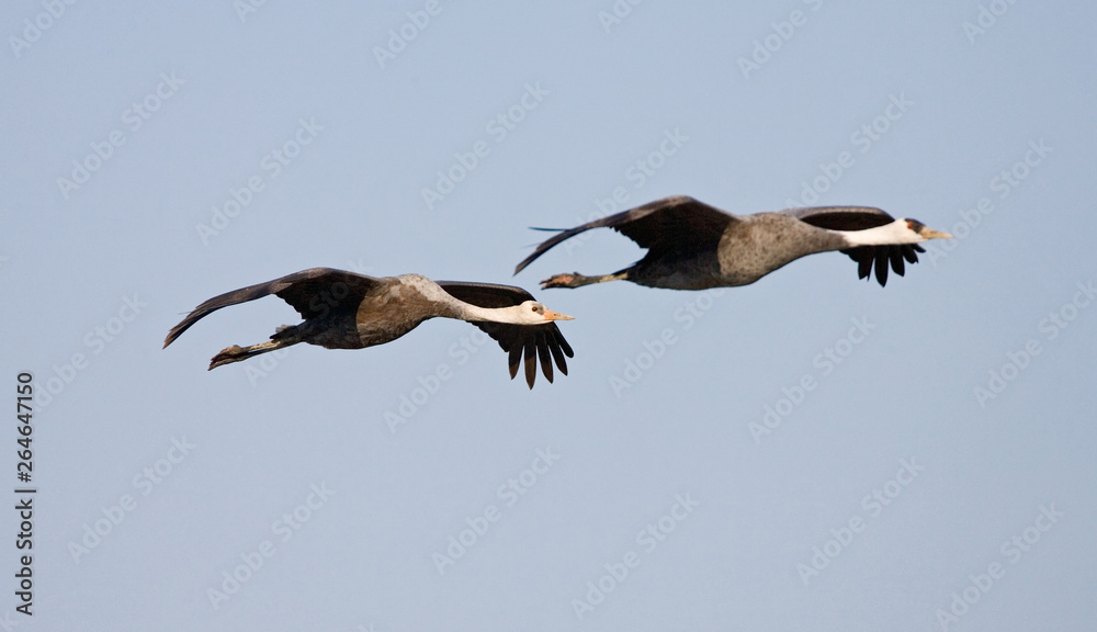 Hooded Crane (Grus monacha) wintering in Japan Hooded Crane (Grus monacha) wintering in Japan