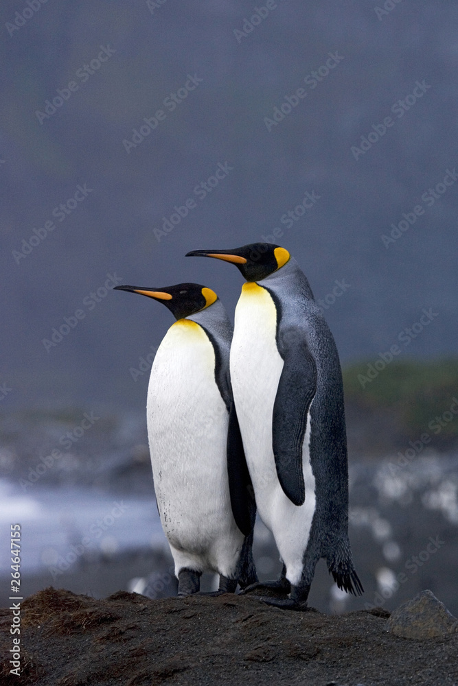 Two King Penguins (Aptenodytes patagonicus) in South Georgia island in the south Atlantic ocean.