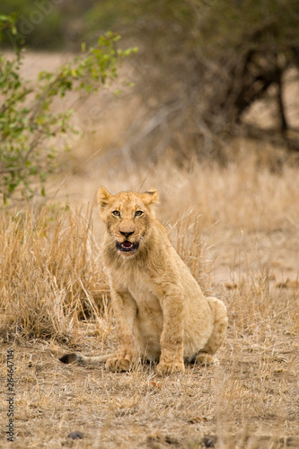 African Lion in Kruger National Park in South Africa