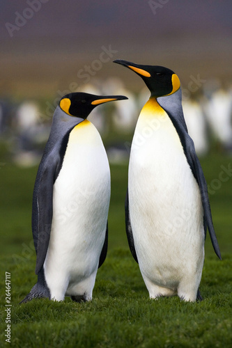 Two King Penguins (Aptenodytes patagonicus) in South Georgia island in the south Atlantic ocean.