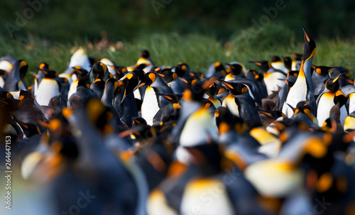Colony of King Penguins (Aptenodytes patagonicus) in South Georgia island in the south Atlantic ocean.