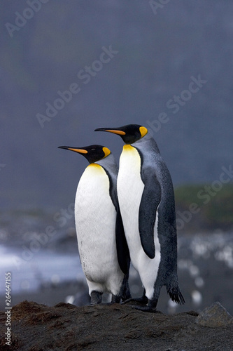 Two King Penguins  Aptenodytes patagonicus  in South Georgia island in the south Atlantic ocean.