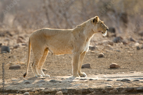 African Lion in Kruger National Park in South Africa