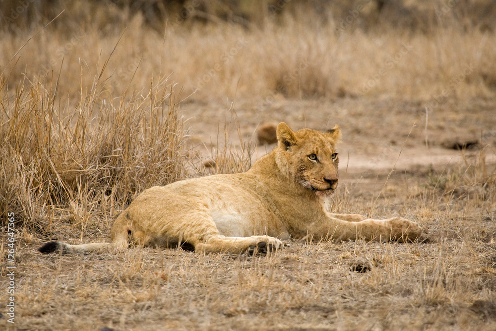 African Lion in Kruger National Park in South Africa African Lion in Kruger National Park in South Africa