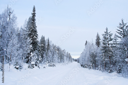 Winter landscape of Kuusamo, Finland. Snow covered taiga forest along a local road near the Russian border. © AGAMI