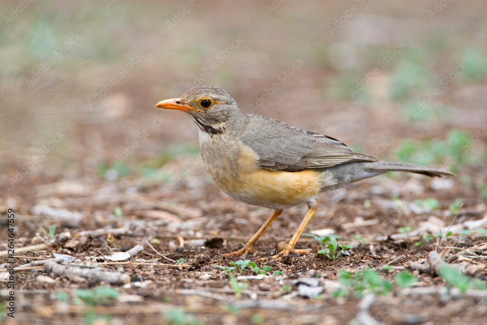 Kurrichane Thrush (Turdus libonyana) standing on the ground in a safari camp in Kruger National Park in South Africa. Side view of an adult bird. Kurrichane Thrush (Turdus libonyana) standing on the ground in a safari camp in Kruger National Park in South Africa. Side view of an adult bird.
