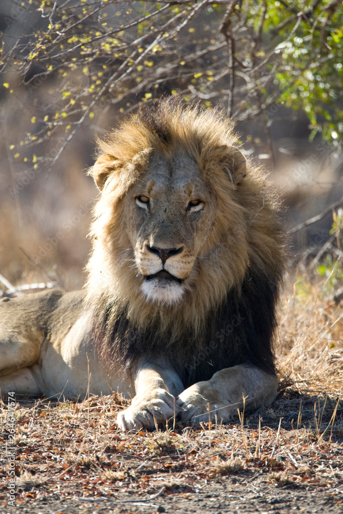 Fototapeta premium African Lion in Kruger National Park in South Africa