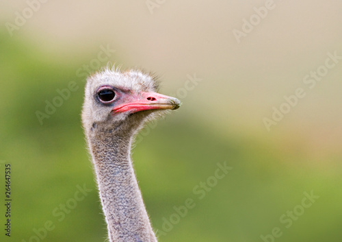 Ostrich (Struthio camelus) portrait standing against a green natural background in South Africa.