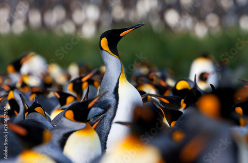 King Penguin  Aptenodytes patagonicus  in South Georgia island in the south Atlantic ocean.
