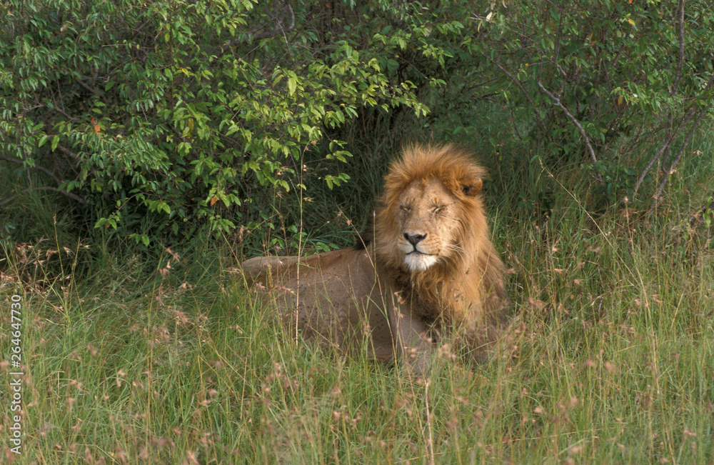 Φωτογραφία Adult Lion (Panthera leo) in Masaai Mara national park in Kenya