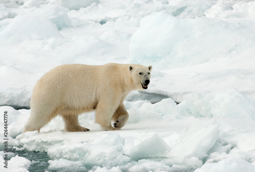 Polar Bear (Ursus maritimus) standing on ice flow of Svalbard, arctic Norway. A threatened species from the arctic.