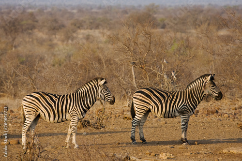Two Plains Zebra?s in Kruger National Park in South Africa during the dry season.