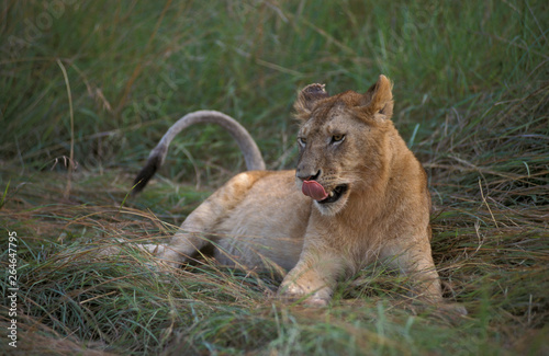 Young Lion  Panthera leo  in Masaai Mara national park in Kenya. Resting in the tall grass after diner.