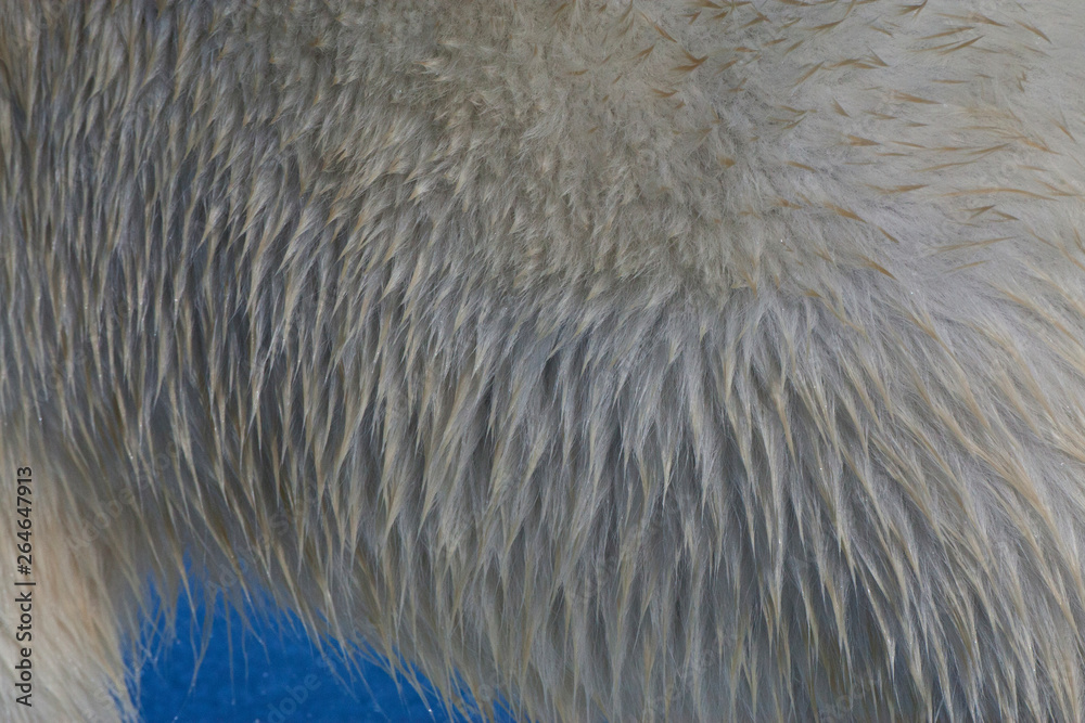 Φωτογραφία Big male Polar Bear (Ursus maritimus) walking below the expedition cruise ship on arctic ice flow north of Spitsbergen