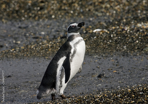 Magellanic Penguin (Spheniscus magellanicus) near breeding colony in Beagle channel in Argentina. Bird standing on the beach, shaking water out its feathers.