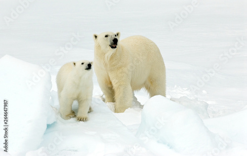 Polar Bear (Ursus maritimus) standing on ice flow of Svalbard, arctic Norway. A threatened species from the arctic.