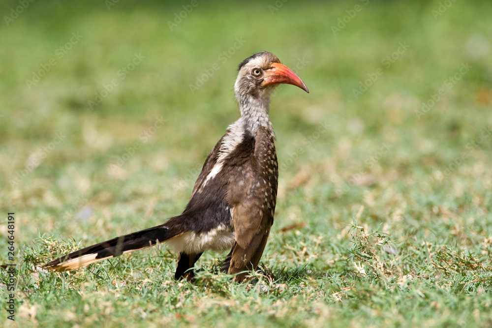 Southern Red-billed Hornbill (Tockus rufirostris) standing on a lawn of a safari camp in Kruger National Park in South Africa.