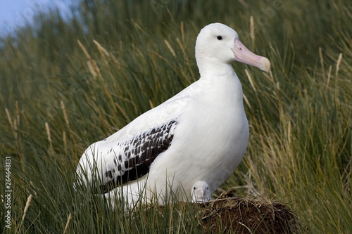 Adult Snowy (Wandering) albatross (Diomedea (exulans) exulans) sitting on its nest in the breeding colony on Prion island in South Georgia. Together with one small hungry chick. © AGAMI