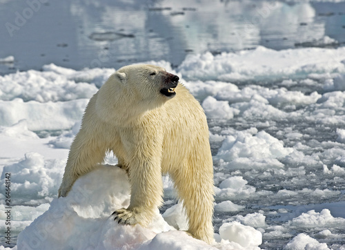 Polar Bear (Ursus maritimus) standing on ice flow of Svalbard, arctic Norway. A threatened species from the arctic. photo