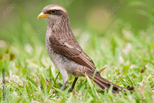 Yellow-billed Shrike (Corvinella corvina) standing on the ground in Gambian hotel garden along the coast. photo