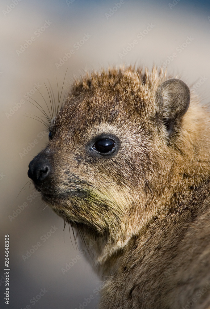 Obraz premium Closeup of a Rock Hyrax (Procavia capensis) in South Africa along the coast at Hermanus Bay.