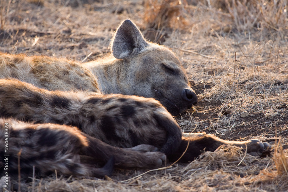 Spotted Hyena (Crocuta crocuta) in Kruger national park, South Africa. Spotted Hyena (Crocuta crocuta) in Kruger national park, South Africa.