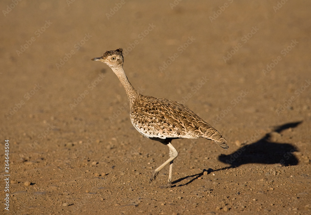 Φωτογραφία Red-crested Korhaan (Lophotis ruficrista) crossing dirt road in Kruger National Park in South Africa