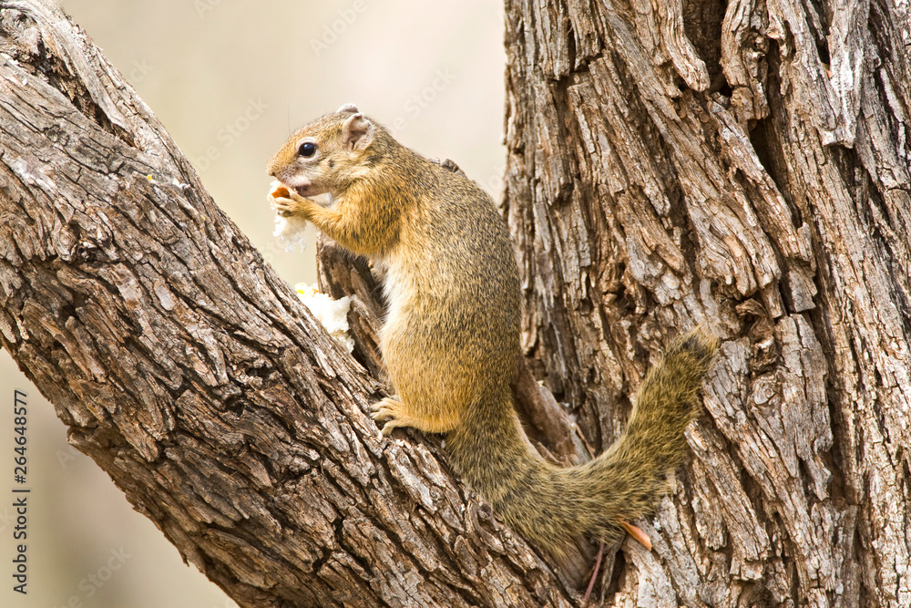 Smith's Bush Squirrel (Paraxerus cepapi) in the Kruger National Park in South Africa. Eating from food in a tree. Smith's Bush Squirrel (Paraxerus cepapi) in the Kruger National Park in South Africa. Eating from food in a tree.