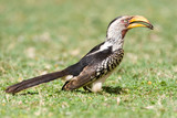 Southern Yellow-Billed Hornbill (Tockus leucomelas) standing on the ground in a safari camp in Kruger National Park in South Africa.
