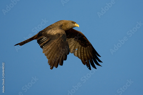 Adult Yellow-billed Kite (Milvus aegyptius) in flight in South Africa, seen from the side. Flying against a blue sky as a background. © AGAMI