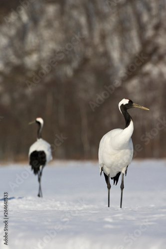 Red-crowned Crane (Grus japonensis) wintering in Hokkiado, Japan. It is known as a symbol of luck, longevity, and fidelity.