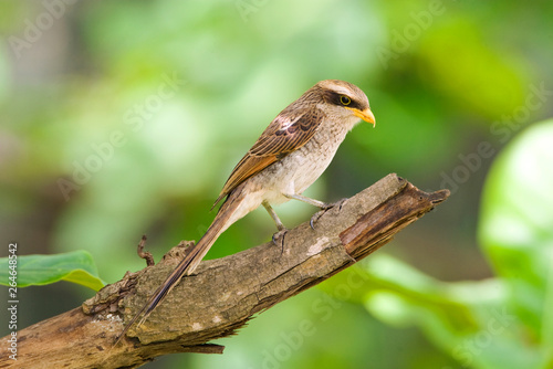 Side view of a Yellow-billed Shrike (Corvinella corvina) perched on a branch in a hotel garden along the coast of the Gambia.