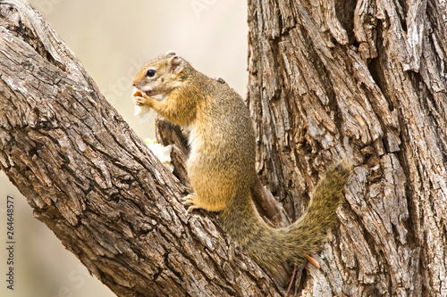 Smith's Bush Squirrel (Paraxerus cepapi) in the Kruger National Park in South Africa. Eating from food in a tree. © AGAMI