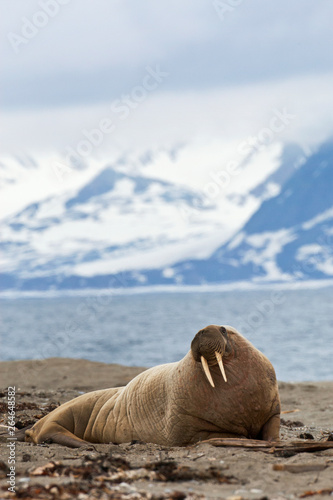 Male Walrus lying on a beach on Svalbard, arctic Norway.