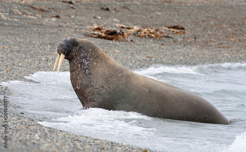 Male Walrus lying on a beach on Svalbard, arctic Norway.