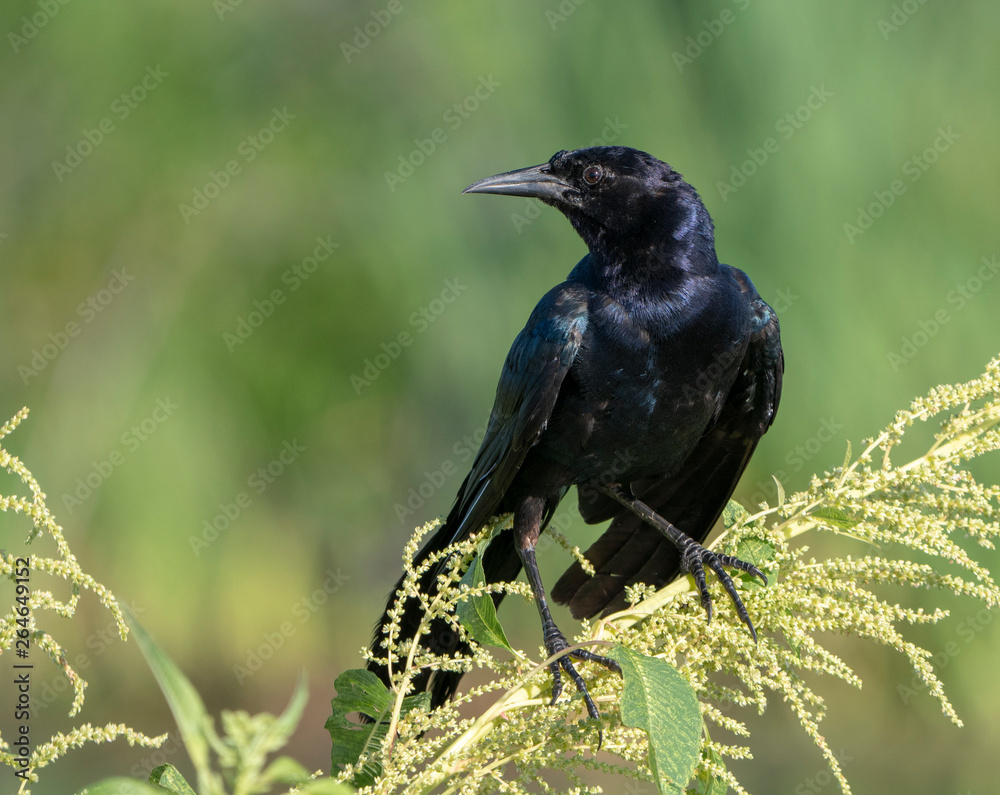 Boat-tailed Grackle (Quiscalus major) on the look-out at Lake Apopka Boat-tailed Grackle (Quiscalus major) on the look-out at Lake Apopka