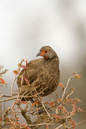 Swainson's Spurfowl (Pternistis swainsonii) sitting on top of a dry bush in South Africa. Perched against a brown natural background. Looking left.