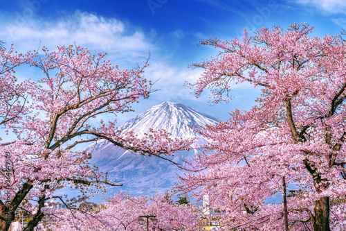 Fotografie Fuji mountain and cherry blossoms in spring, Japan.