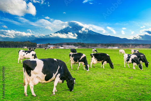 Cows eating lush grass on the green field in front of Fuji mountain, Japan.