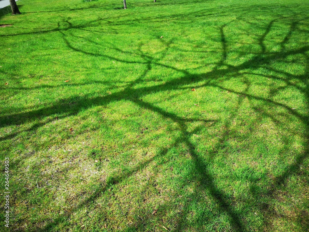 Green grass with shades of tree Green grass with shades of tree