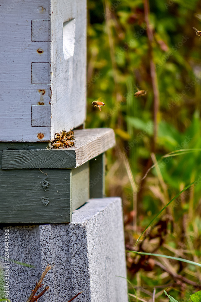 Busy Hive with Honeybees