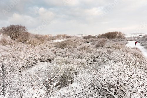 Snow-covered bushes in dunes at Nationaal Park Hollandse Duinen Berkheide, Netherlands. photo