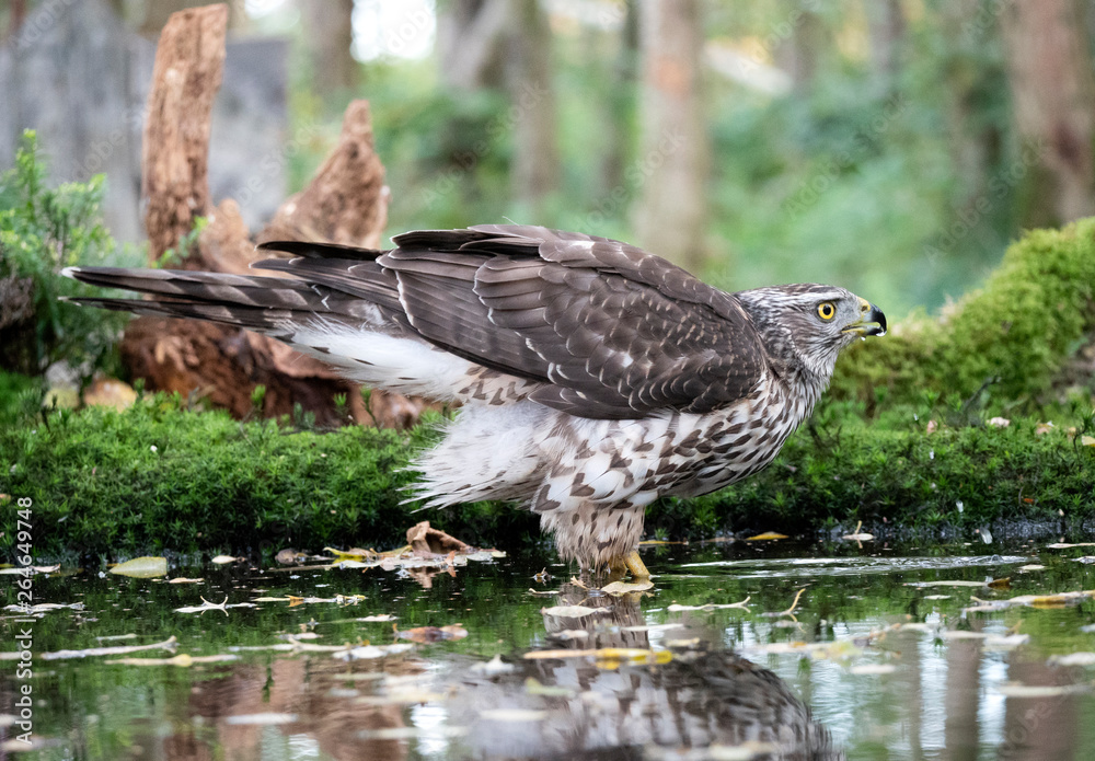 Fototapeta premium Northern Goshawk (Accipiter gentilis), 2nd cy Female drinking at a pool