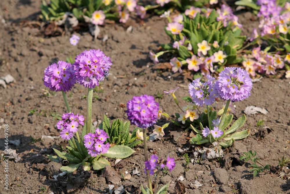 Purple flowers and green leaves of Primula denticulata or drumstick primula in garden. General view of group of flowering plants Purple flowers and green leaves of Primula denticulata or drumstick primula in garden. General view of group of flowering plants