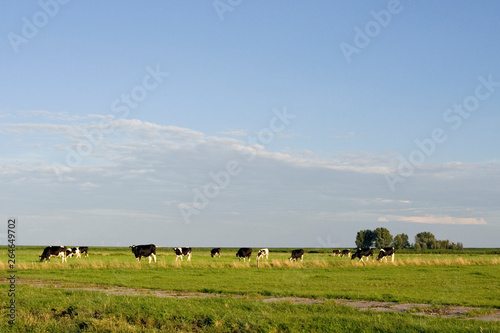 Dutch cows grazing in typical Dutch landscape at Durgerdam, on lush green meadows.