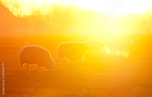 Domestic sheep in low evening light on Texel, Netherlands © AGAMI