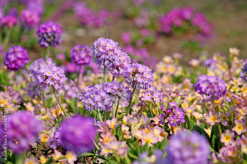 Bright background with colorful spring flowers. Purple flowers of Primula denticulata or drumstick primula in garden
