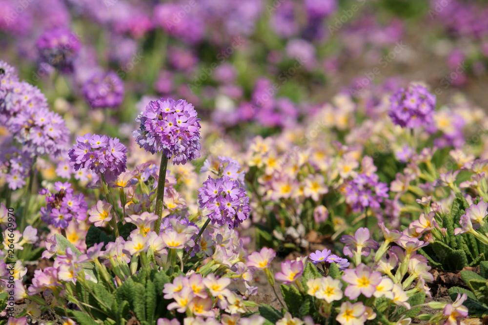 Fototapeta premium Bright background with colorful spring flowers. Purple flowers of Primula denticulata or drumstick primula in garden